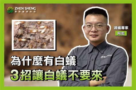 白蟻出現原因|為什麼會有白蟻？讓白蟻專家教你在家防治